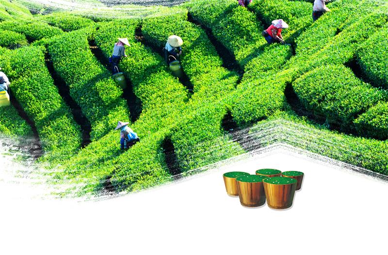 茶葉-綠(lǜ)茶(chá)文(wén)化