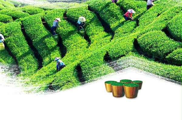 茶葉-綠茶(chá)文化(huà)
