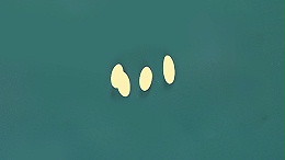 蛤殼(ké)制成(chéng)的盒(hé)子你(nǐ)聽說了嗎(ma)?-可降解材料